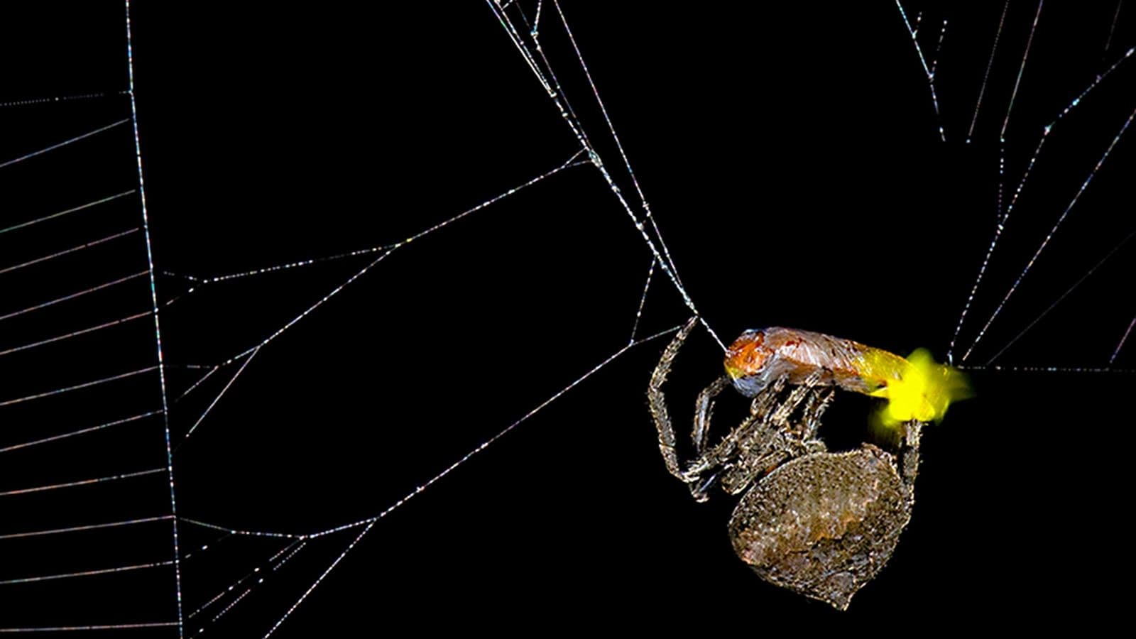 Araña usa la luz de una luciérnaga para atrapar a sus presas