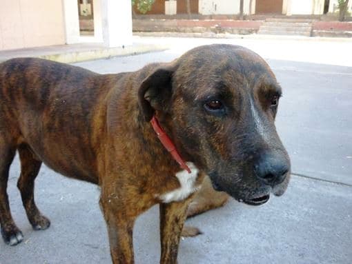 Scooby, el perro de Arequipa, falleció