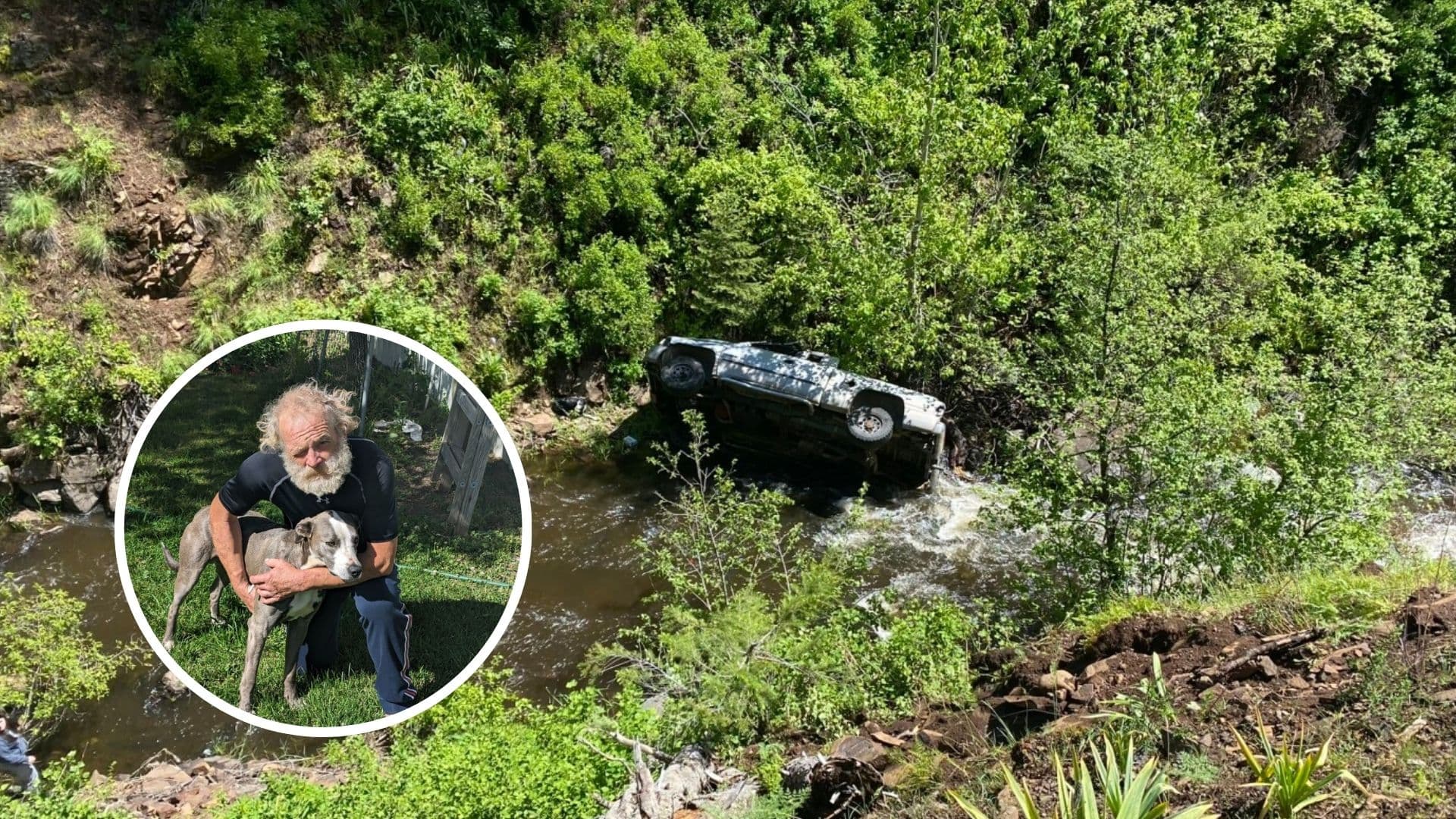 Perro recorrió más de 6 kilómetros para salvar a su dueño
