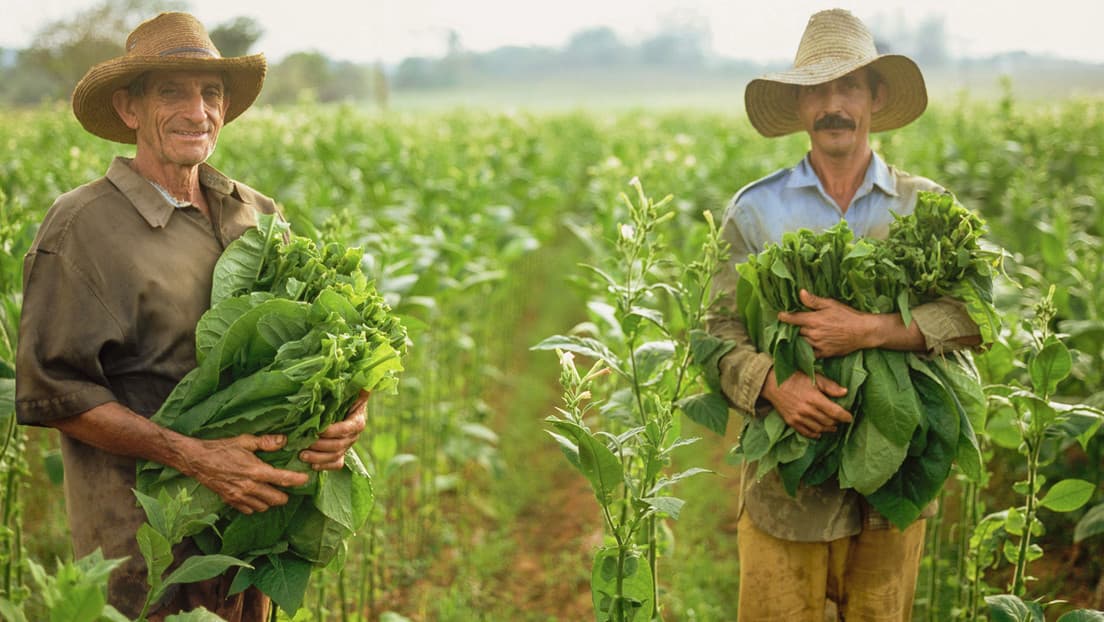La OMS llama a reducir los cultivos de tabaco