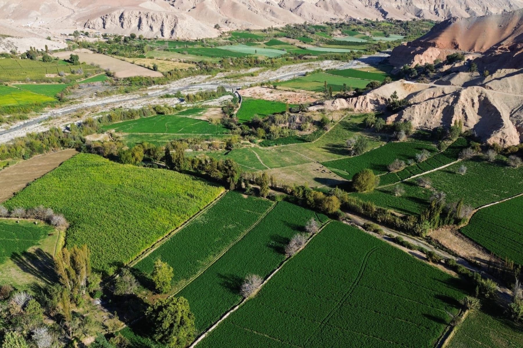 Proyectos agrícolas crearán más de 580 mil empleos hasta 2026