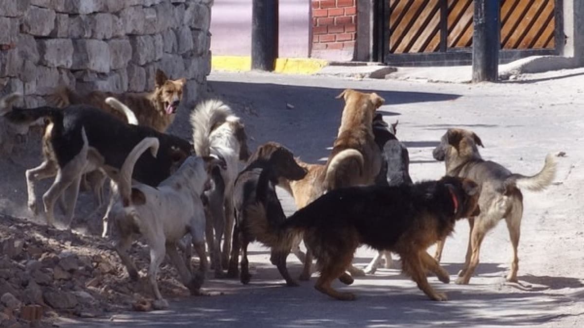 Casos de rabia canina se elevan a treinta en la región Arequipa