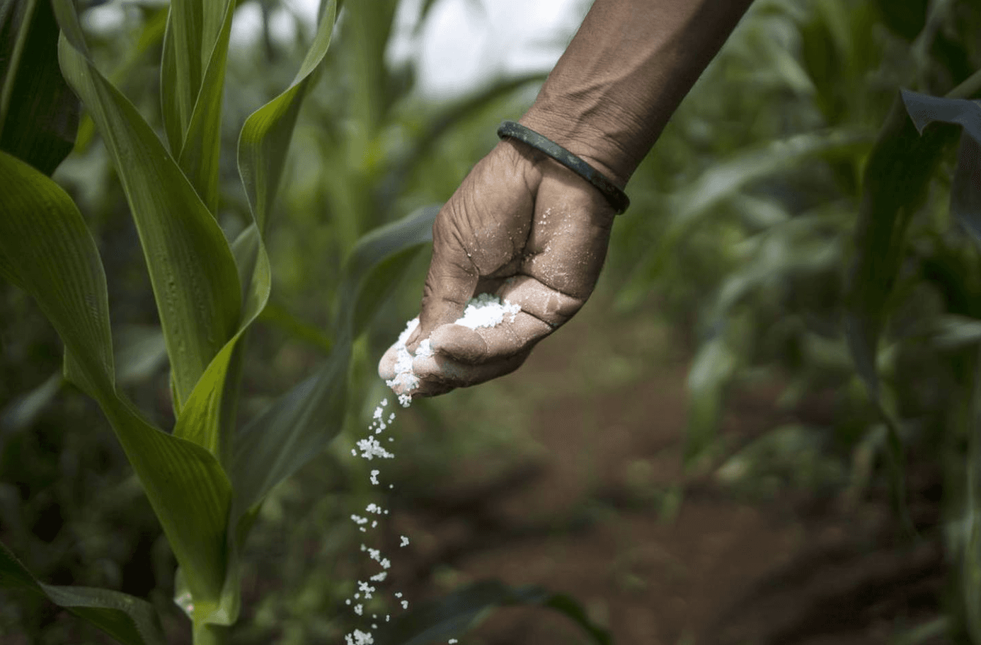 Alerta roja por escasez de fertilizantes