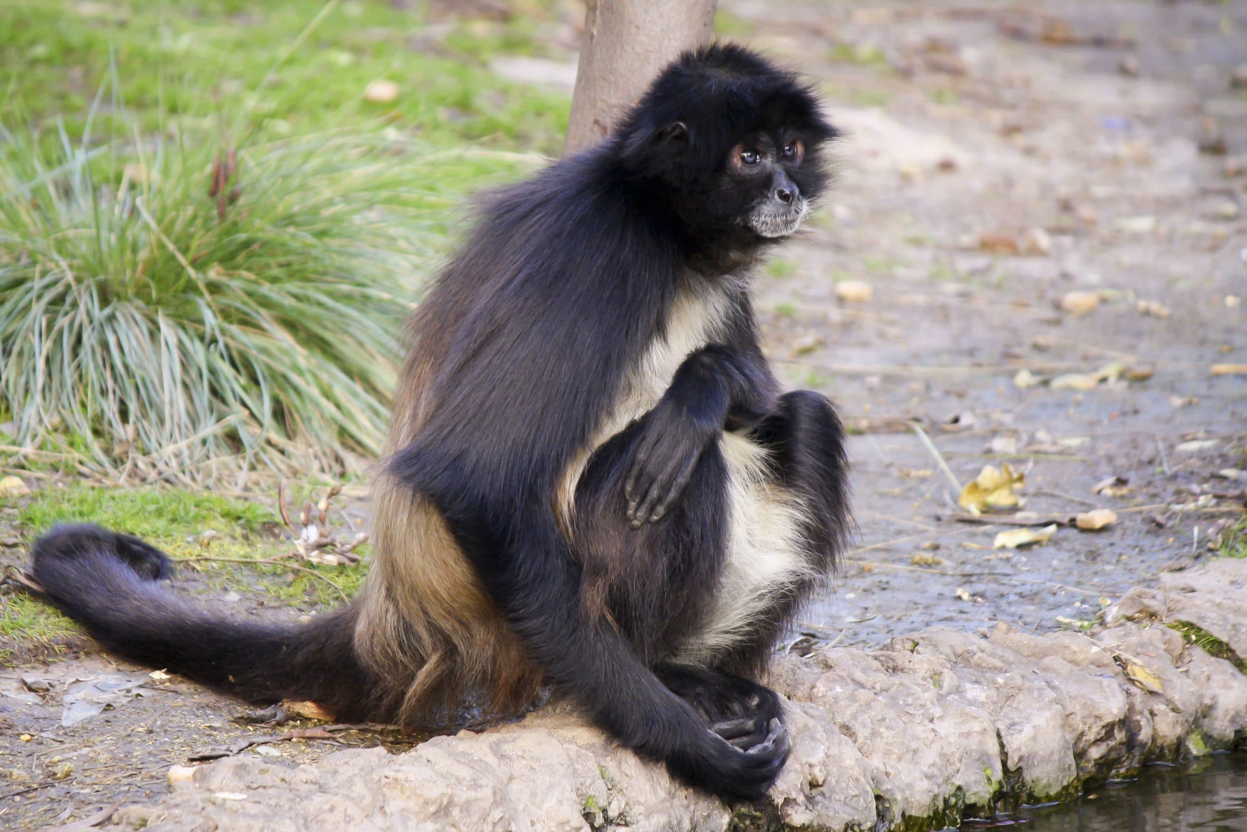 Animales en extinción se venden en Arequipa
