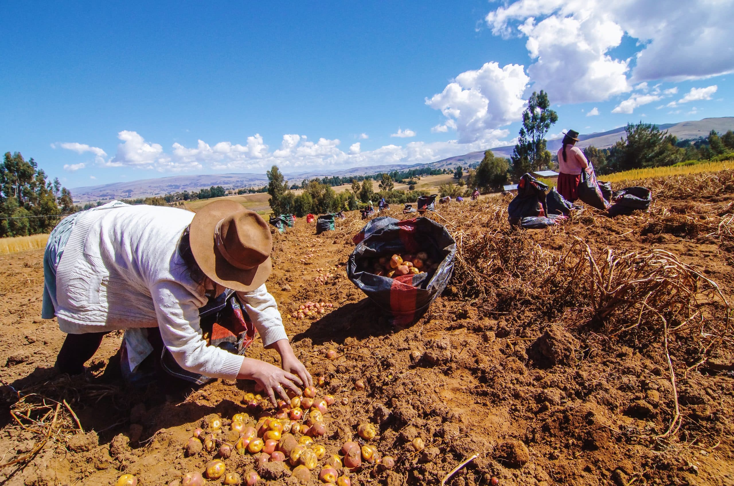 Sector agropecuario creció 5.4% en primeros cinco meses del año