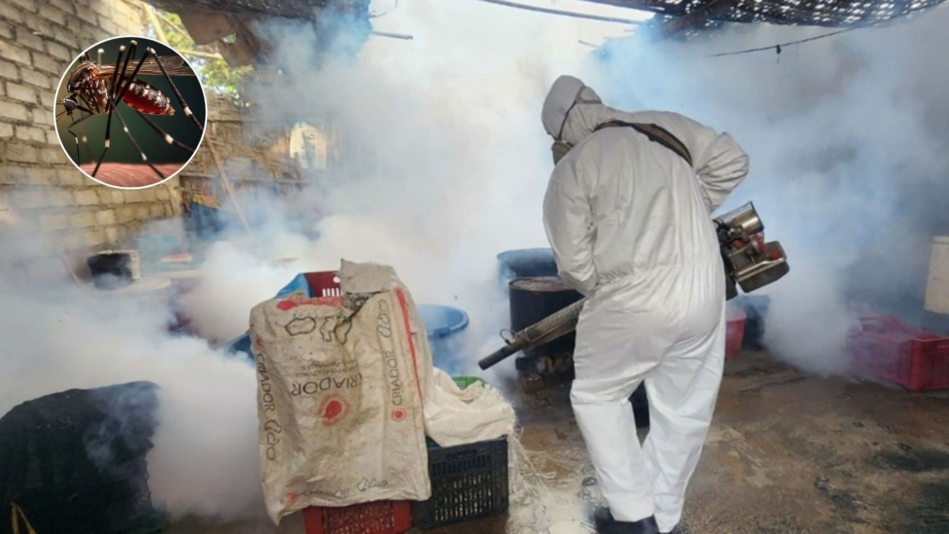 Advierten que el mosquito del dengue es resistente a insecticidas