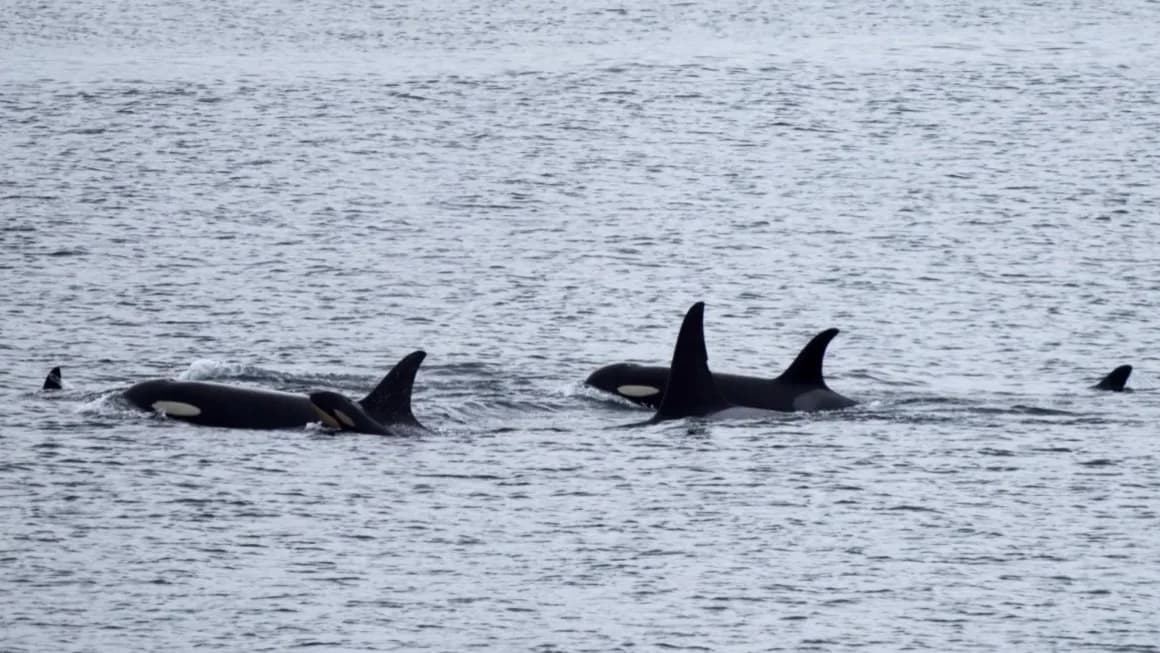Orca que cargó a su cría muerta por 17 días tuvo un nuevo bebé