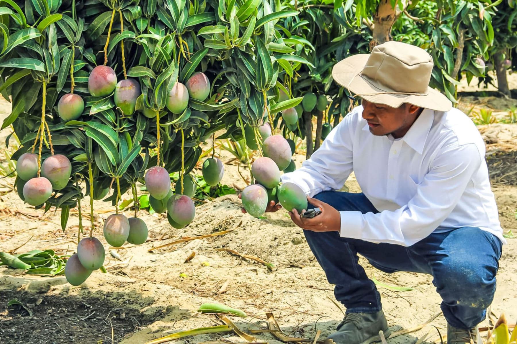 Cacao, plátanos y mangos lideran exportaciones de productos orgánicos