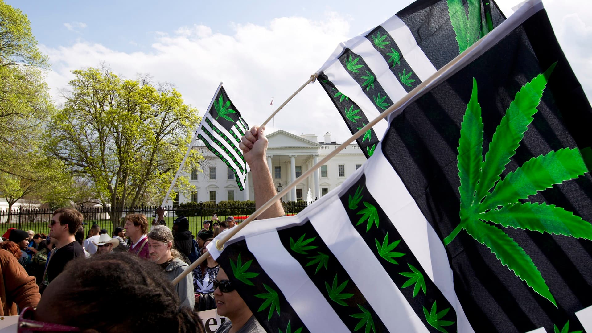 Proponen considerar a la marihuana como droga de bajo riesgo