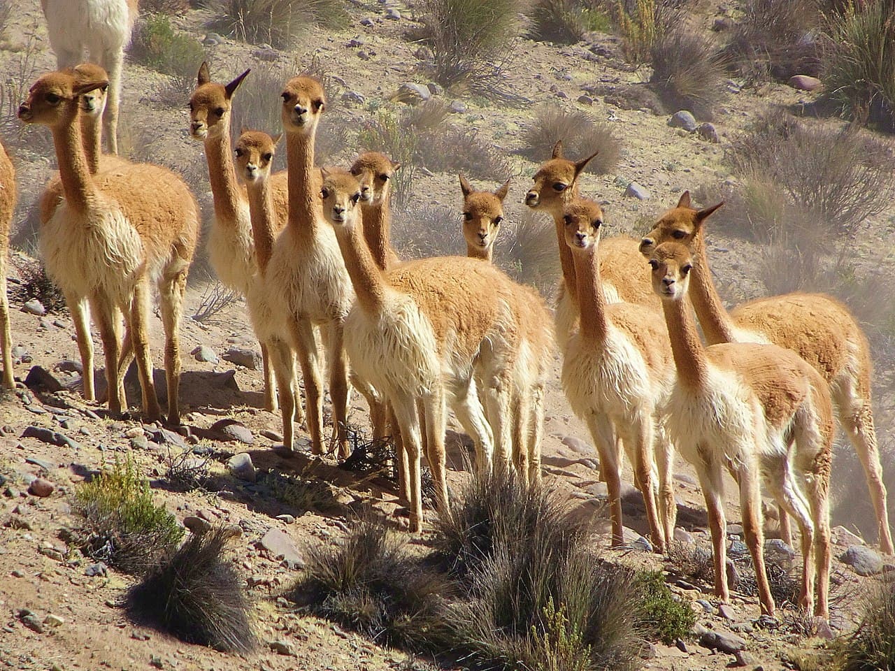 Aprueban plan de trabajo contra la caza furtiva de vicuñas