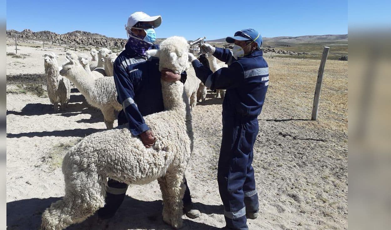 Arequipa: coordinan medidas ante temporada de heladas y bajas temperaturas