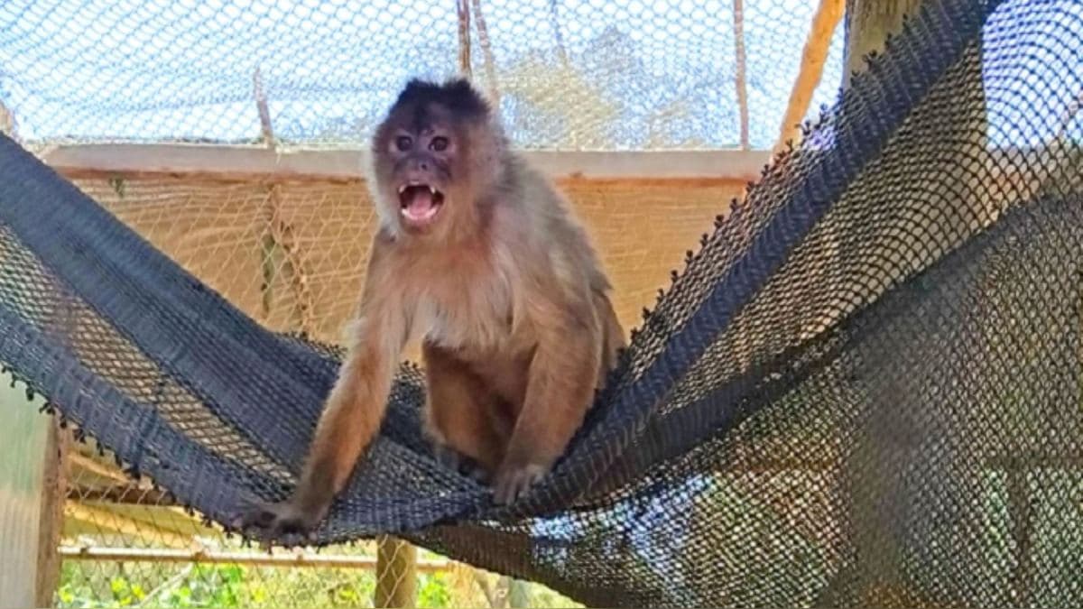 Rescatan 29 animales silvestres que iban a quedar en abandono