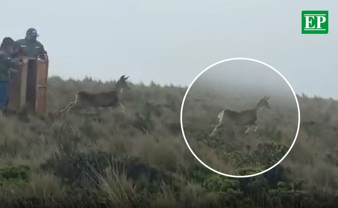 Liberan a un venado andino que fue rescatado y rehabilitado