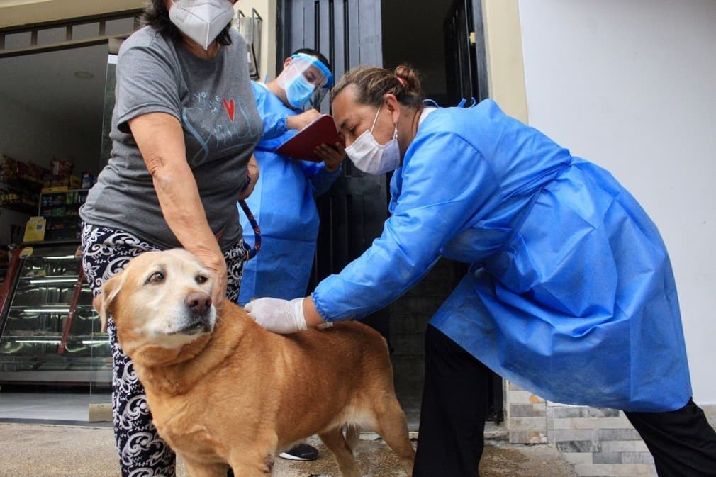 Inicia la vacunación contra la rabia en Cerro Colorado