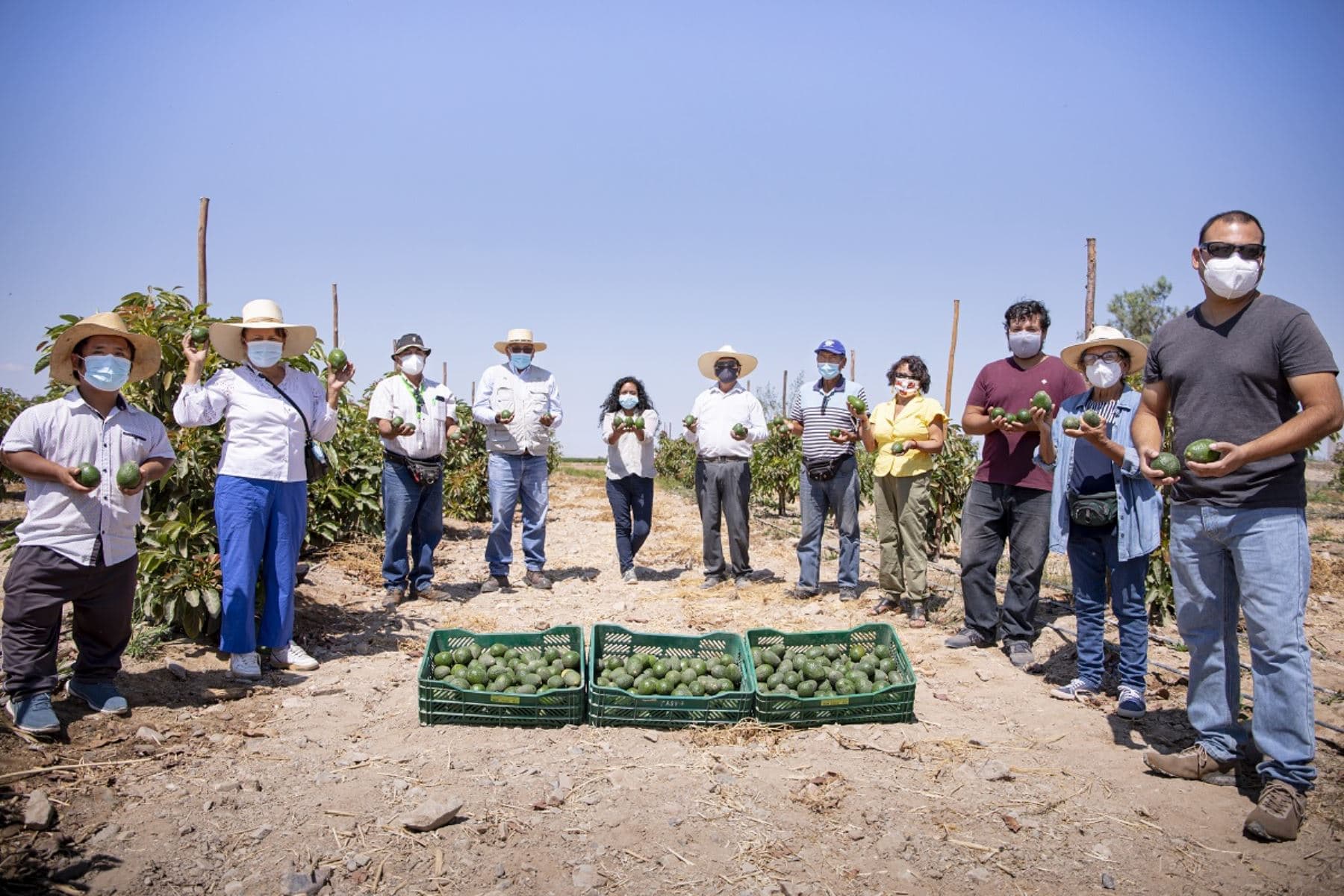 Agricultores quintuplican su producción de palta hass