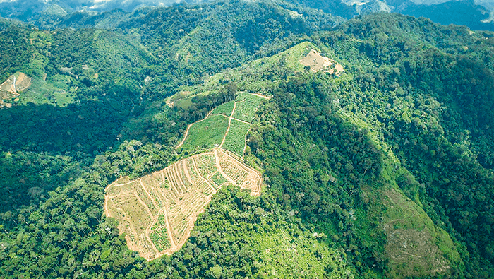 Ocho regiones disminuyeron sus cultivos de coca en 2024