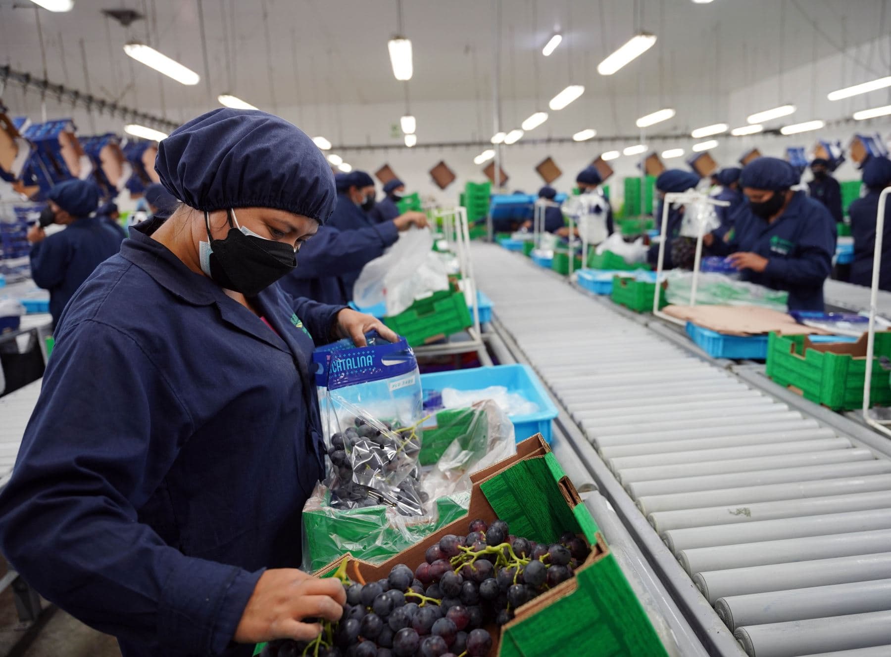 Ica consolida su liderazgo en exportación de uva de mesa
