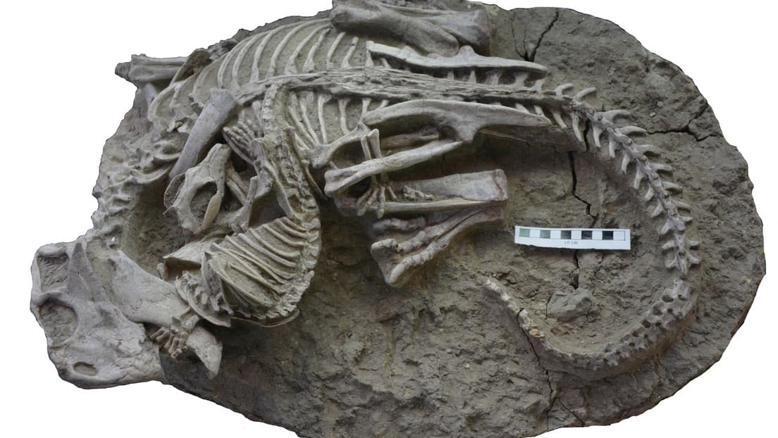 Descubren que un fósil de hace 125 millones de años