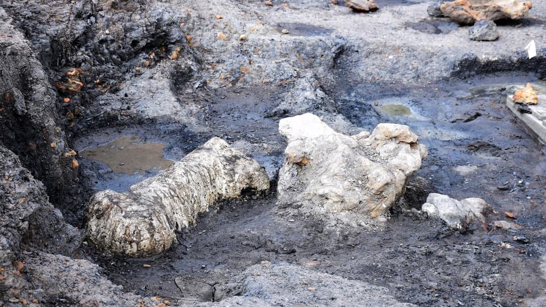 Hallan fósiles de dinosaurios con 115 millones de años de antigüedad en EE.UU.