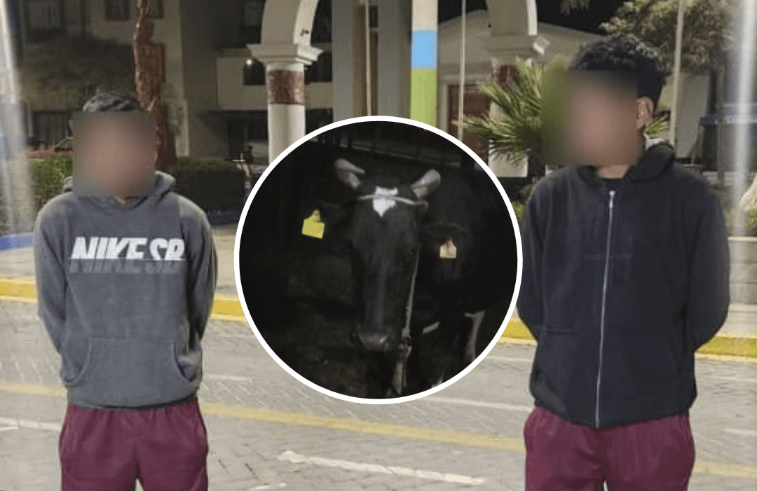 Detienen a dos ‘abigeos’ por hurtar dos vacas en Yarabamba