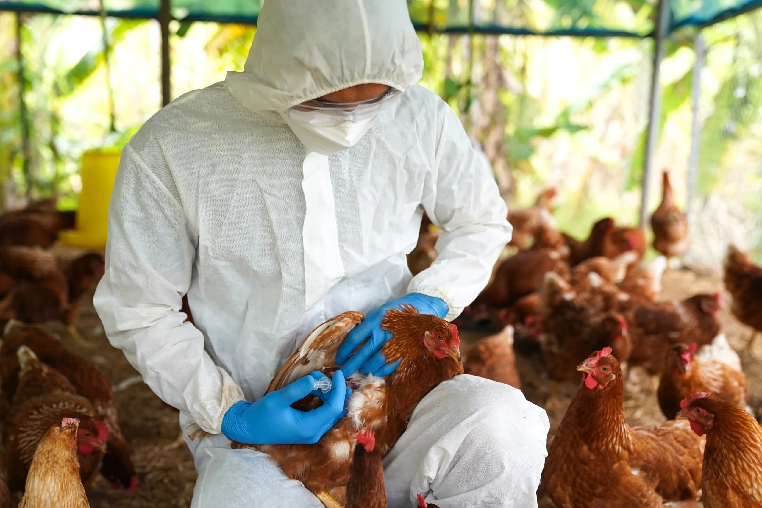Sacrifican miles de aves por nuevo brote de gripe aviar en La Libertad