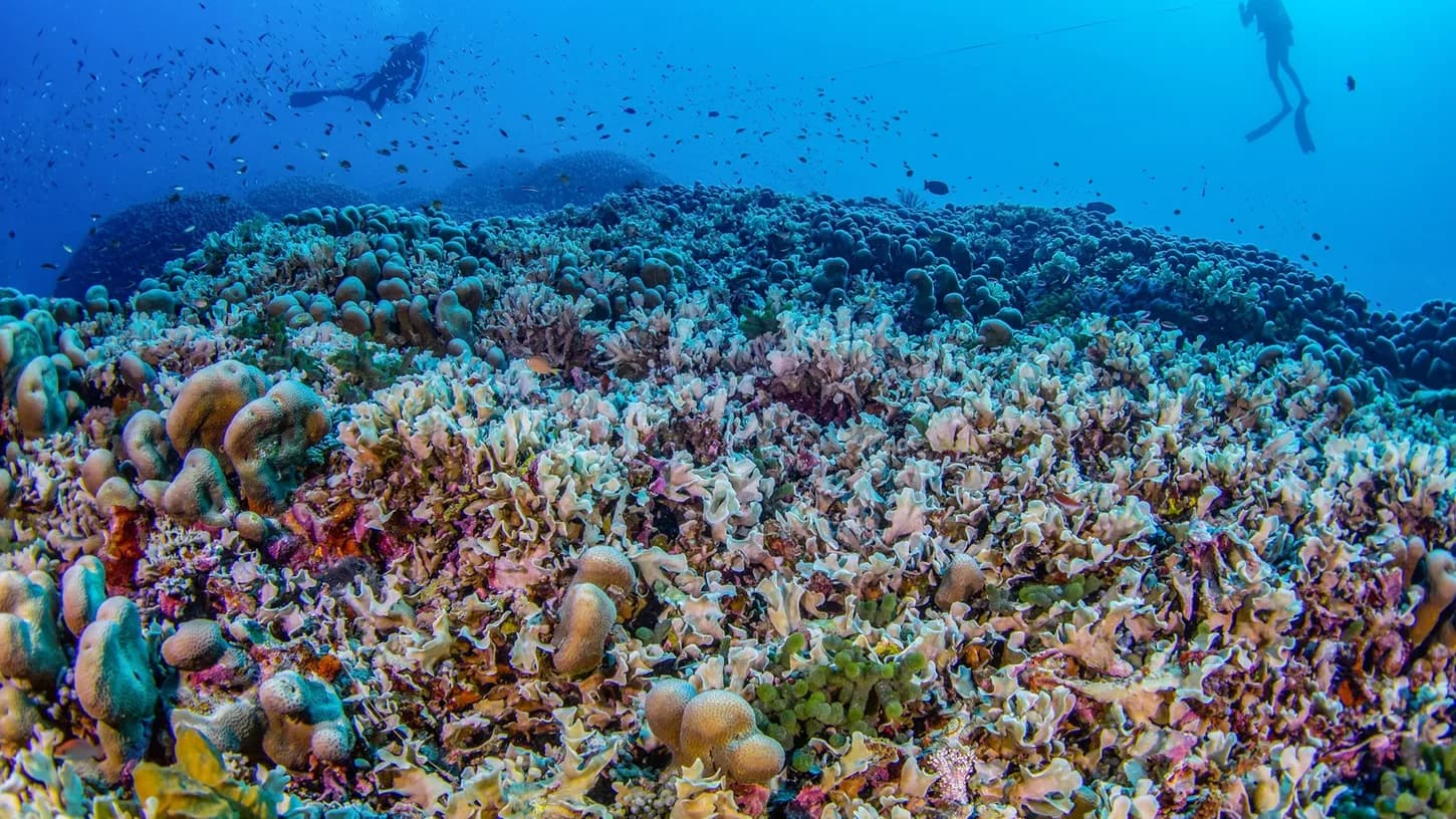 Hallan el coral más grande del mundo en el Pacífico