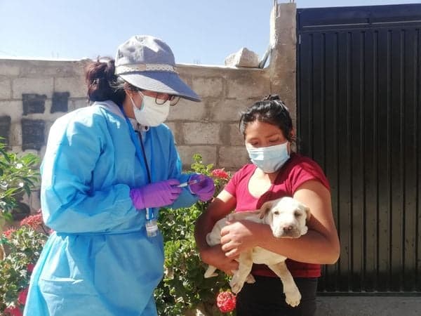 Continuará la vacunación contra la rabia en Cayma