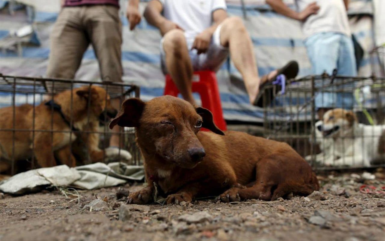 Congreso aprueba mayores penas contra el maltrato animal
