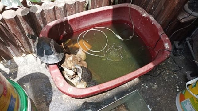 Lo sentencian por tener 7 tortugas vivas y 16 mariposas disecadas