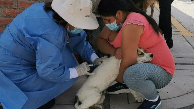 Vacunan a mil 200 canes contra la rabia en Cerro Colorado