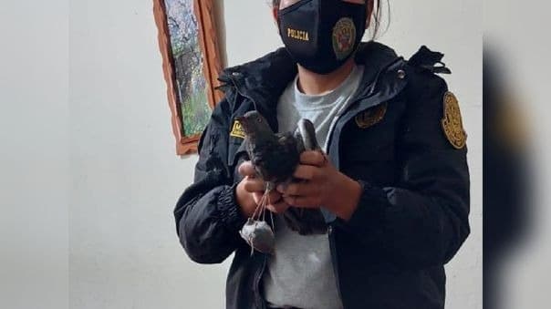 Atrapan a paloma que intentaba ingresar marihuana a penal