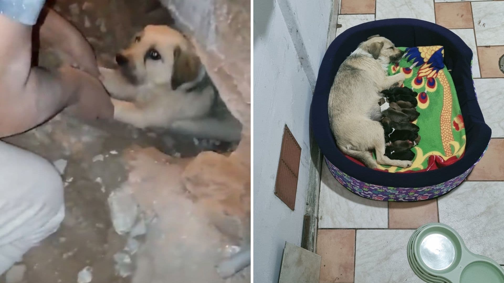 Acusan a mujer de enterrar viva a perrita preñada en SJL