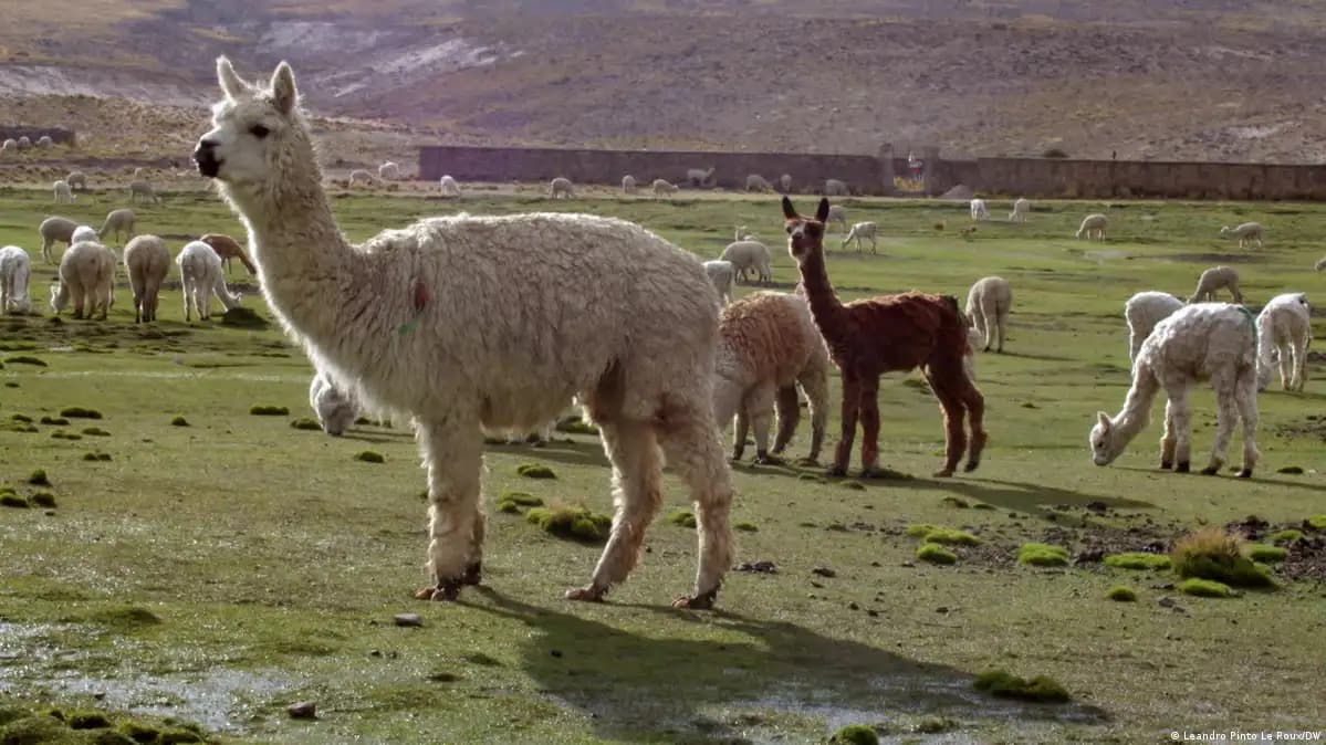 Confirman que alpacas fueron infectadas con gripe aviar