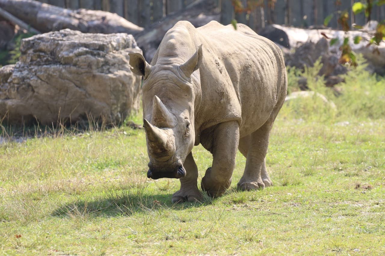 Muere el rinoceronte blanco más viejo del mundo en Italia