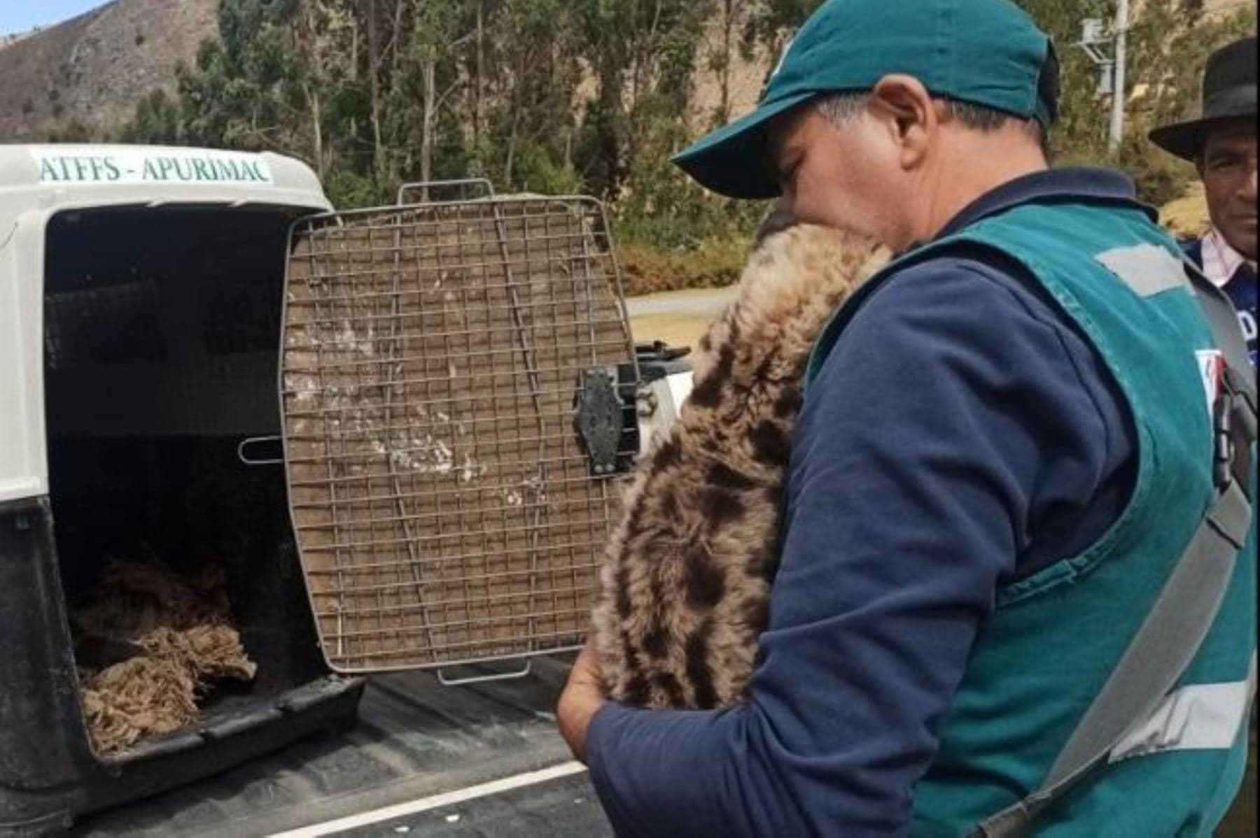 Serfor recupera dos crías de puma halladas en Apurímac