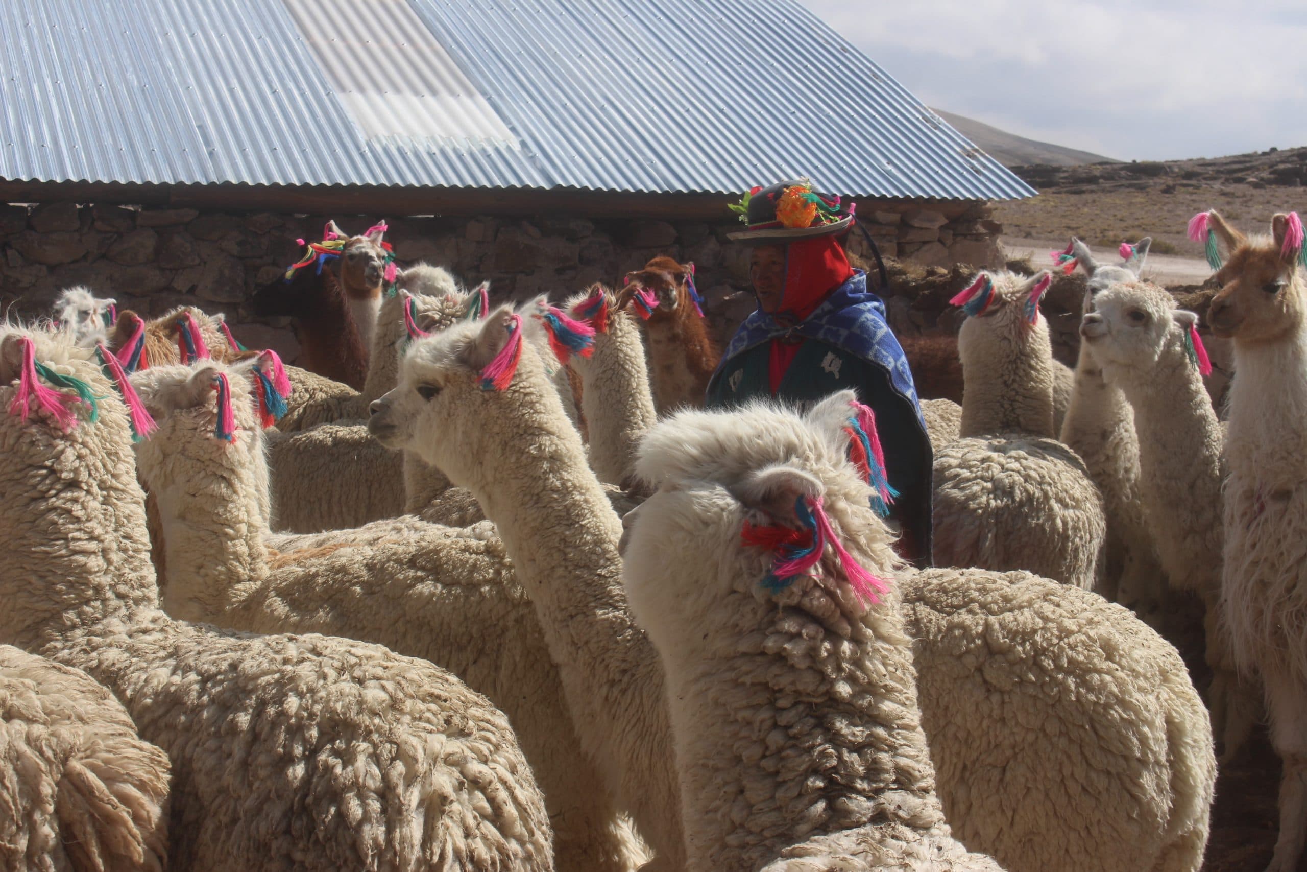 Arequipa: inician protección de 45 500 cabezas de ganado