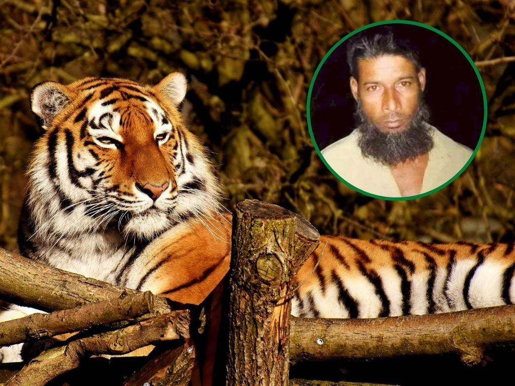 Bangladesh: arrestan a presunto cazador furtivo que habría matado a 70 tigres de Bengala