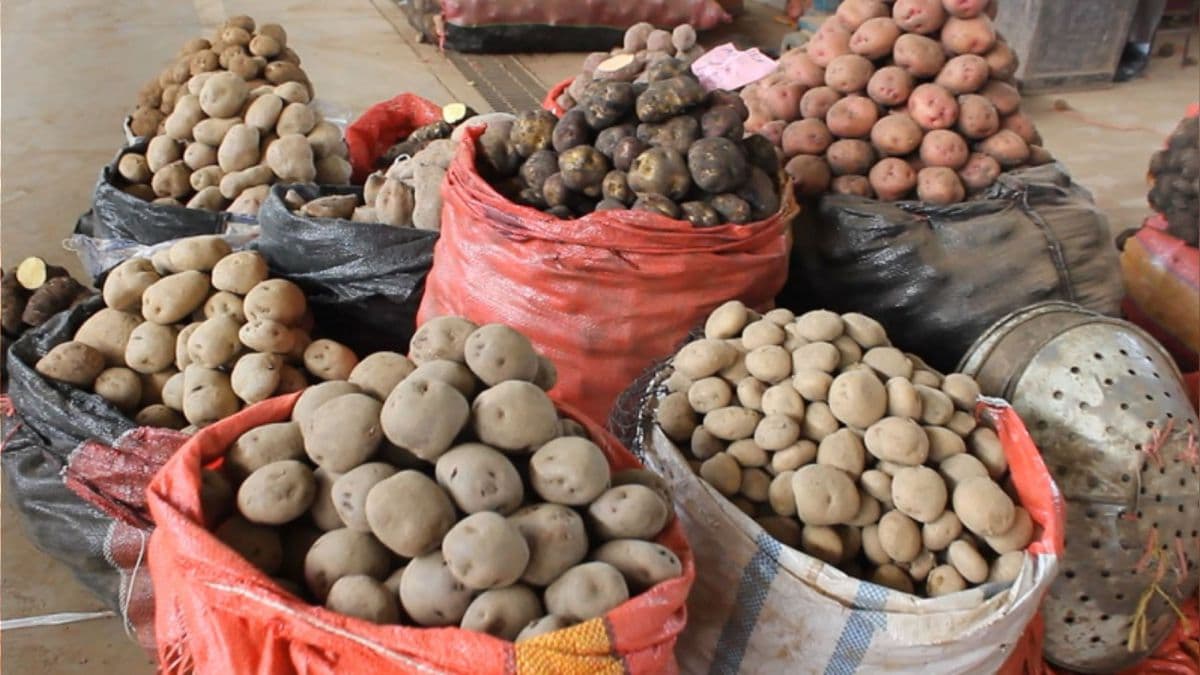 Sigue subiendo el precio de la papa por falta de fertilizantes