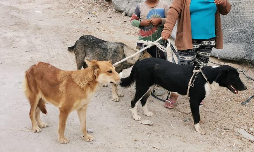 Geresa detecta 33 casos de rabia canina en Arequipa