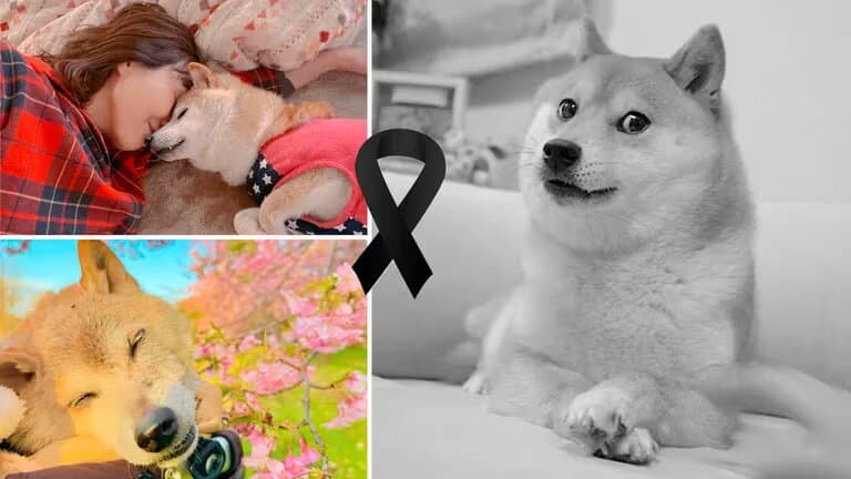 Falleció perrita que protagonizó meme viral