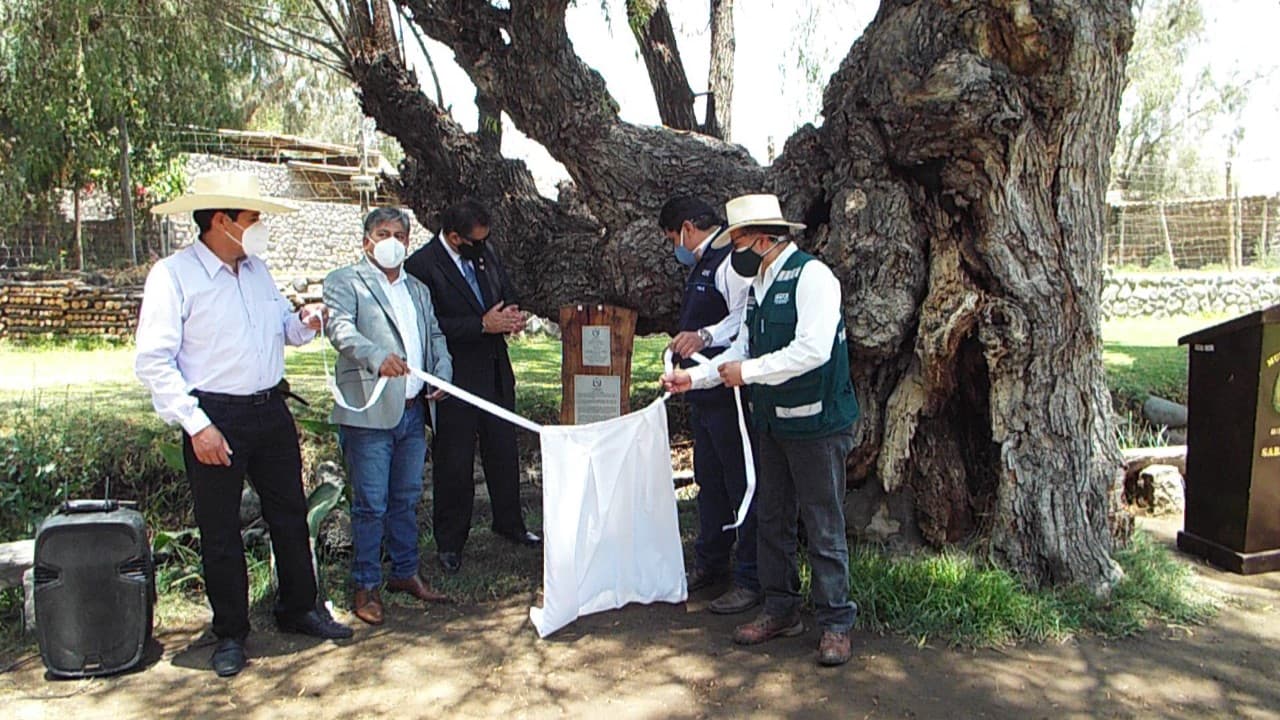 Reconocieron ocho árboles patrimoniales en Arequipa