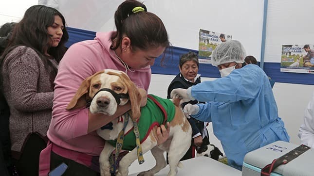 Advierten tercer caso de rabia canina en este 2024 en Arequipa