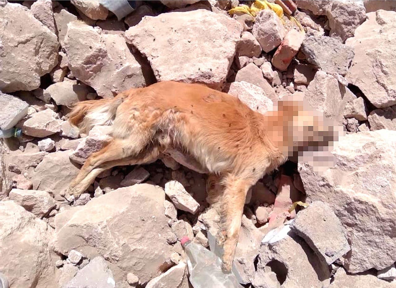 Buscan a dueños de can encontrado en torrentera
