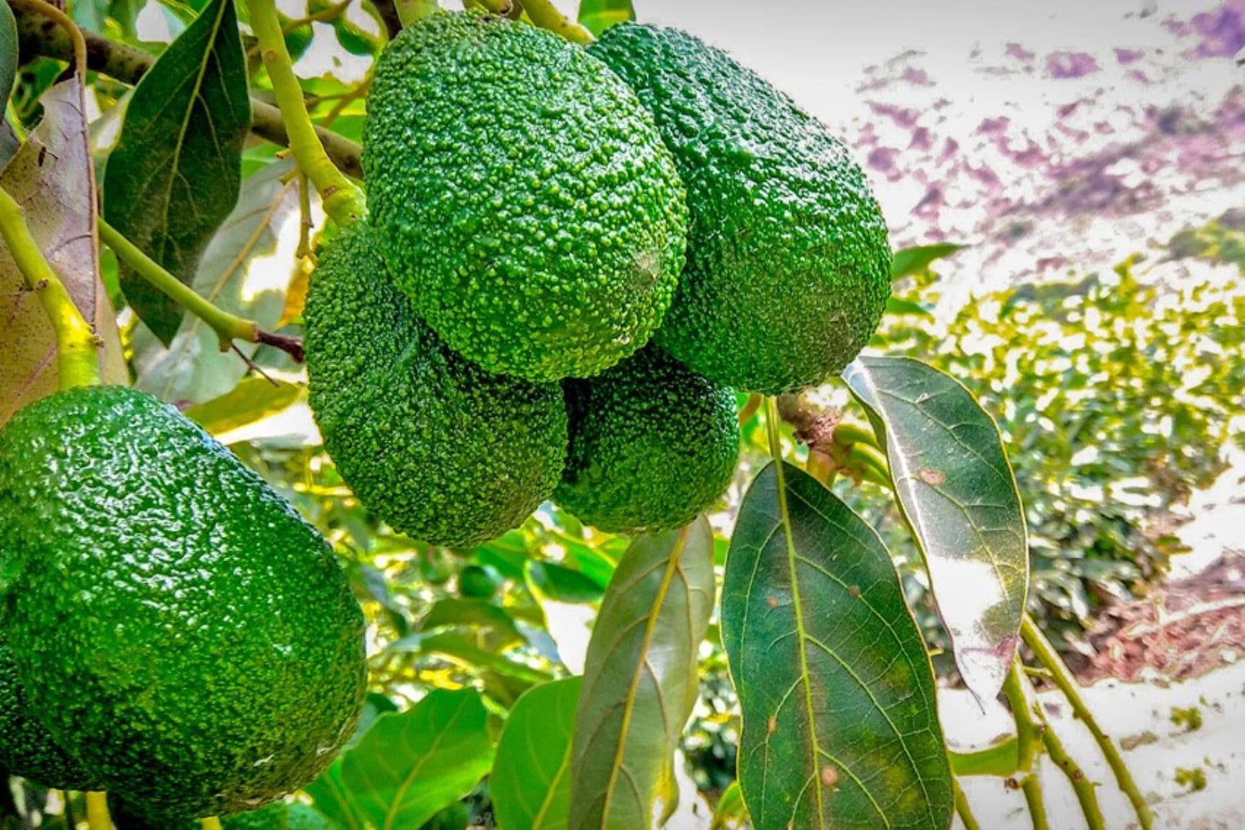 Exportarán palta hass desde el Valle del Colca