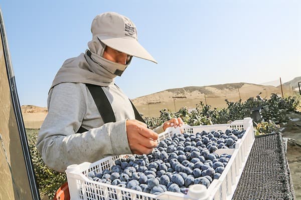 Proyectan 20 % de crecimiento de las agroexportaciones este 2025