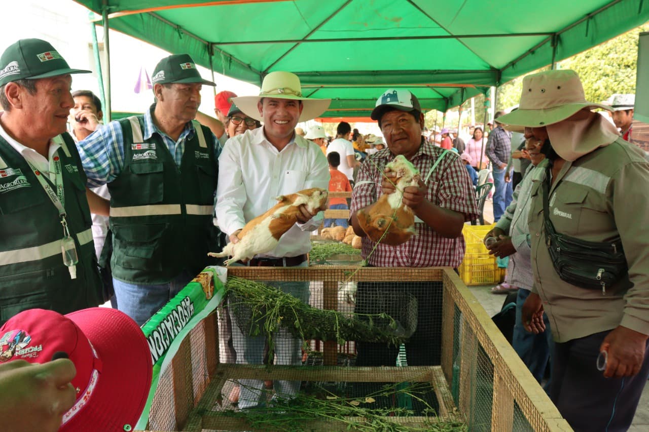 Pecuarios de cinco distritos se capacitan en crianza de cuyes