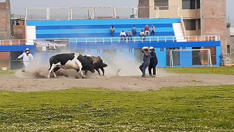 Se realizarán 12 peleas de toros en Cayma