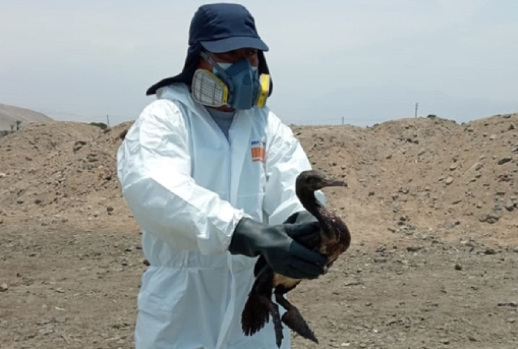 Registran 953 aves cubiertas de petróleo