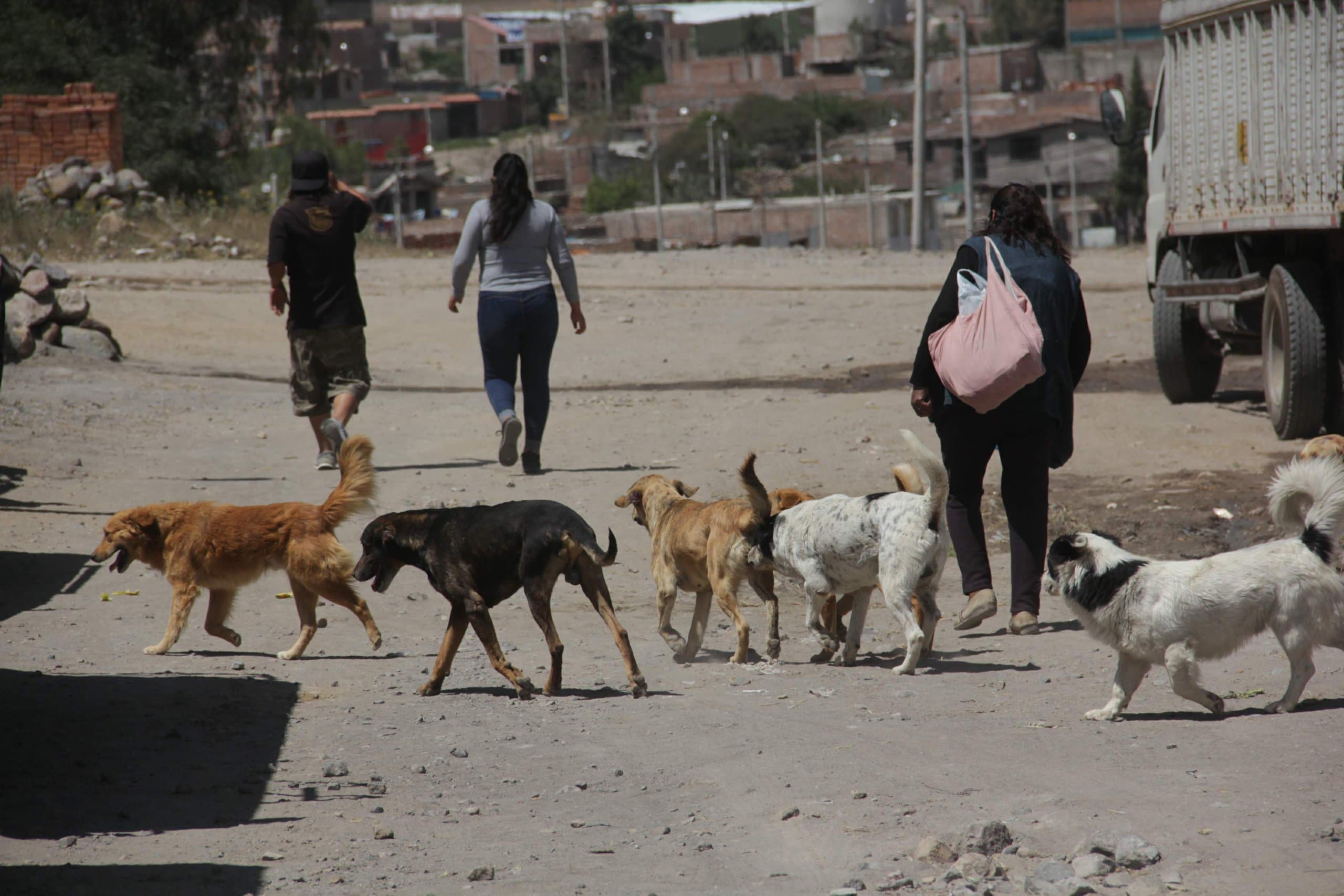 Gerencia de Salud programa vacunación de 5 mil canes en distrito de Yura