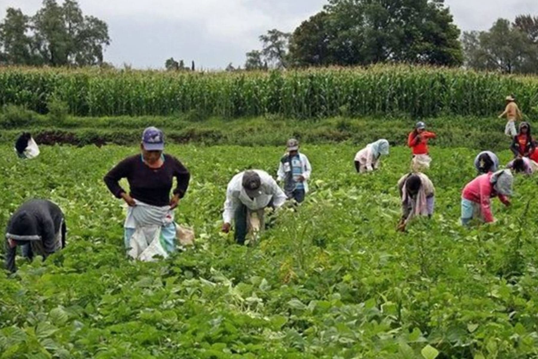 Agrobanco desembolsó créditos por S/ 289 millones en primer semestre